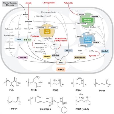 Advances and trends in microbial production of polyhydroxyalkanoates and their building blocks